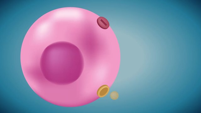 Insulin unlocks the cell's glucose channel animation graphic