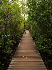 Obraz premium Wide angle detail of a raised walkway along a mangrove forest as a part of a royal development and conservation project. Vertical orientation. Chanthaburi, Thailand. Travel and environment concept.