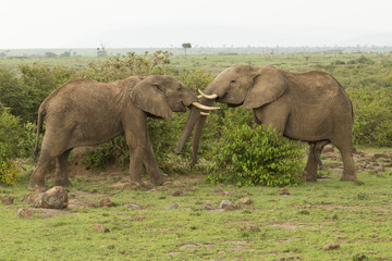 two young elephants play on the grasslands of the Maasai Mara, Kenya