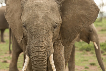 elephant on the grasslands of the Maasai Mara, Kenya
