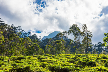 Tea plantation on a hill slope near Great Adam's Peak mountain, Sri Lanka.