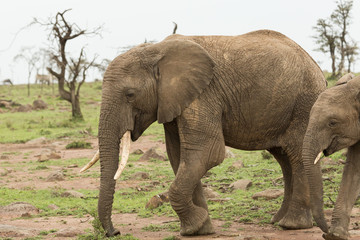 Fototapeta na wymiar elephant grazing on the grasslands of the Maasai Mara, Kenya