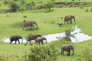Fototapeta na wymiar a herd of elephants moving across the grasslands of the Maasai Mara, Kenya