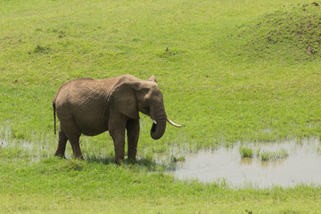 Fototapeta na wymiar young elephant drinks from a small pool of water in the Maasai Mara, Kenya