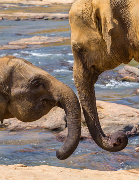 Kissing proboscis elephants and playing in river, Sri Lanka.