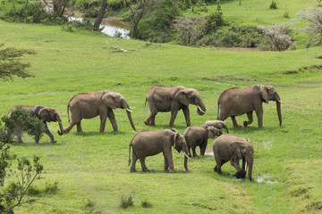 a herd of elephants moving across the grasslands of the Maasai Mara, Kenya