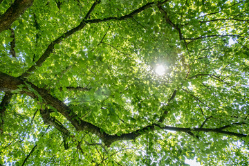 Fototapeta na wymiar forest canopy with direct sunlight