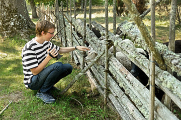 FinlandYoung man gives grass to sheep in paddock. 
