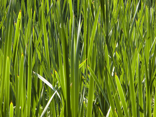 Fototapeta na wymiar Vibrant green water iris shoots pattern