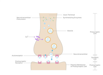 Synaptic transmission vector / bone anatomy concept