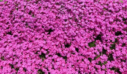 Obraz premium ピンク色の花