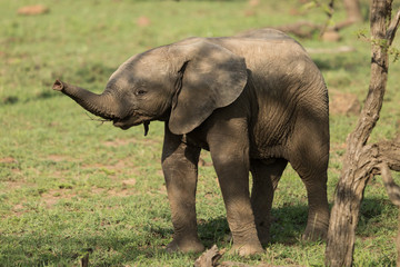 baby elephant on the grasslands of the Maasai Mara
