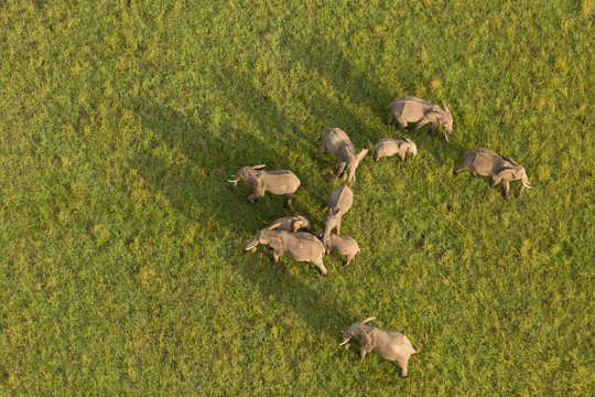 Fototapeta aerial view of a herd of elephants on the grasslands of the Maasai Mara, Kenya