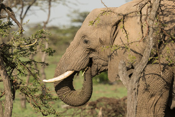 an elephant eating parts of a tree on the grasslands of the Maasai Mara, Kenya