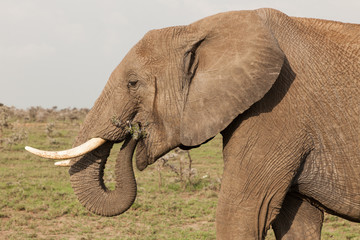 Obraz na płótnie Canvas an elephant grazes on the grasslands of the Maasai Mara, Kenya