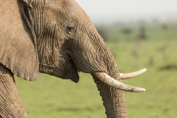 closeup of an elephant on the Maasai Mara, Kenya