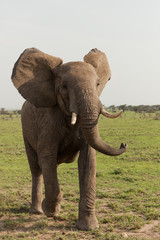 an elephants shakes its head on the Maasai Mara, Kenya