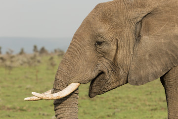 an elephant grazes on the grasslands of the Maasai Mara, Kenya