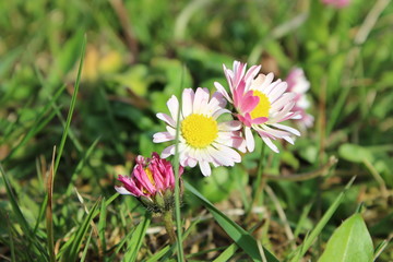 Gänseblümchen - daisy - Bellis perennis