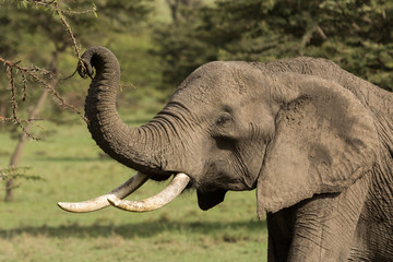 an elephant grazes on a tree in Maasai Mara