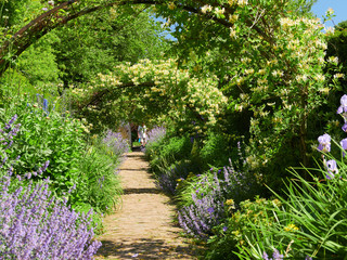 Naklejka premium Wiciokrzew wysklepia nad ogrodową ścieżką w słoneczny dzień w angielskim wiejskim ogrodzie, w Wielkiej Brytanii.