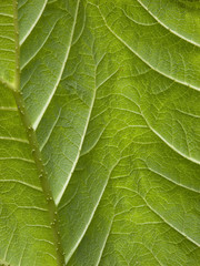 Underside of a Gunnera leaf texture