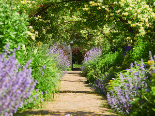 Honeysuckle arches over a garden path  on a sunny day in an English country Garden, UK.