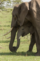 baby elephant and adults in the Maasai Mara, Kenya