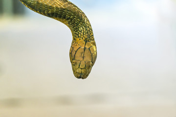 Macro image of king cobra head on golden light and neutral background