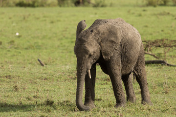 elephant walking on the grasslands of the Maasai Mara, Kenya