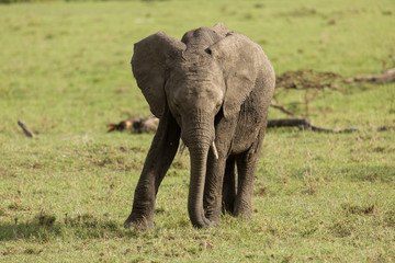 Fototapeta premium elephant walking on the grasslands of the Maasai Mara, Kenya