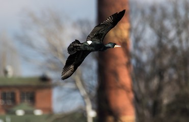 Kormoran fliegt über die Havel nähe Insel Eiswerder in Berlin 