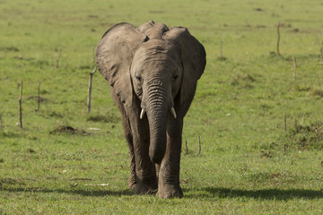 elephant walking on the grasslands of the Maasai Mara, Kenya