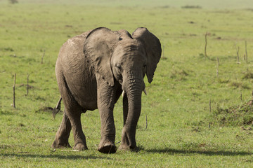 Fototapeta na wymiar elephant walking on the grasslands of the Maasai Mara, Kenya