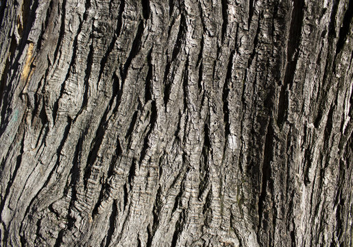 Tree bark texture