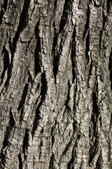 Tree bark texture