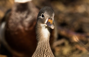Mandarinente Weibchen Portrait 