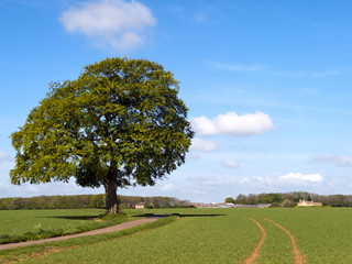 Fototapeta na wymiar A single track rural country lane passes by a specimen tree and green fields towards a rural Cotswold farm in Gloucestershire, UK