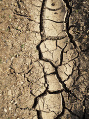 Cracked mud in a dried up wheel track