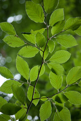 Spring Leafs in Forest