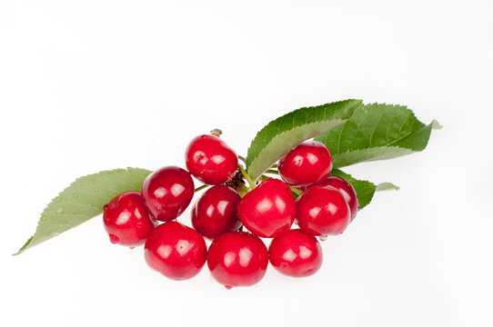 Branch with red ripe cherries