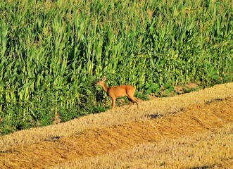 Reh (Capreolus capreolus) im Maisfeld