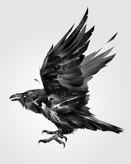 painted isolated flying bird raven on the side - obrazy, fototapety, plakaty