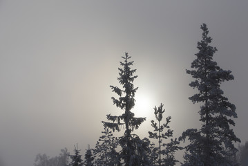 Foggy and mystical winter forest in Finland. Sunrise or moonshine on the background.