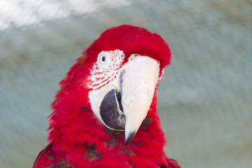 Obraz premium Beautiful big parrot
