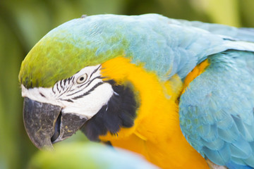 Beautiful big parrot