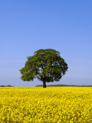 Fototapeta na wymiar One mature green tree in a vibrant yellow field of flowering oil seed rape under a blue summer sky in rural Gloucestershire, UK
