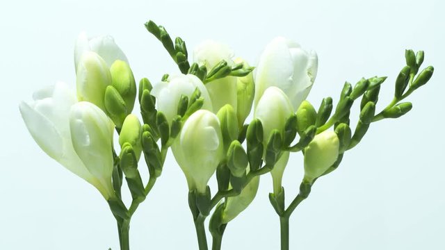 Beautiful fraesia flowers bloomimg - time lapse