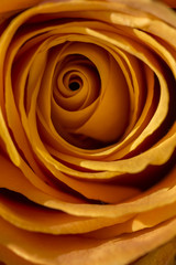 Orange rose in macro view.