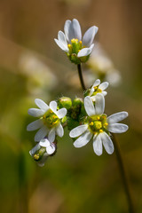 Natur Weiss Lenz Bluete Frueh Jahr Knospe Anfang